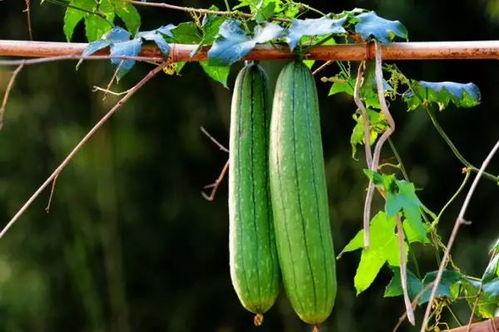 三帅吃瓜,揭秘娱乐圈幕后风云