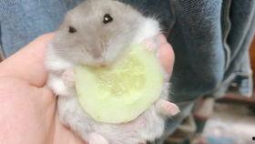 仓鼠吃瓜声音,揭秘仓鼠吃瓜的独特乐章