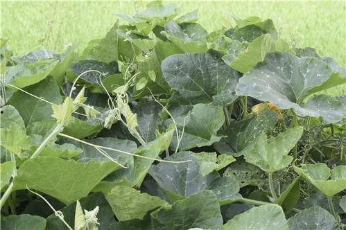 吃瓜真的能年轻长寿,揭秘长寿的秘密食材