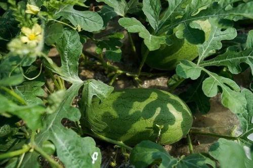 整天网上吃瓜的人,揭秘“吃瓜群众”的日常