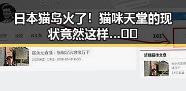 日本猫岛火了！猫咪天堂的现状竟然这样…🐱✨