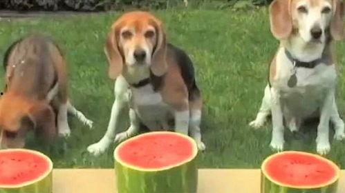 很多狗吃瓜照片,萌宠们的夏日狂欢时光