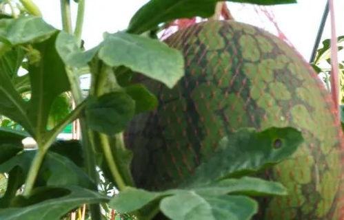 儋州网友吃瓜事件,一场网络舆论的风暴与反思