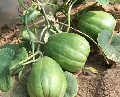 吃瓜铲帅到吃瓜场面,从吃瓜铲帅到全民狂欢的吃瓜场面