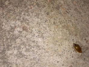 吃瓜叶子的飞虫,揭秘吃瓜叶子的神秘世界