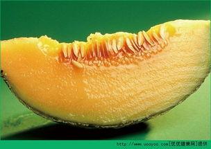 减肥时间吃哈密瓜,按时间巧食瓜果,轻松瘦身不反弹