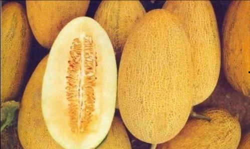 吃货小伟抽奖哈密瓜,甜蜜滋味尽享人生