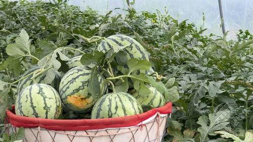 乡村 吃瓜,吃瓜乐趣无限