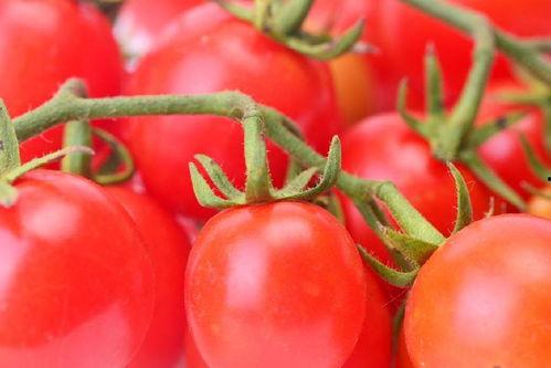 番茄小说南风吃瓜,揭秘番茄小说中的甜蜜误会与成长之旅