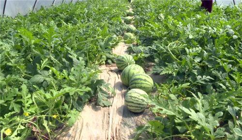 邳州最近吃瓜新闻