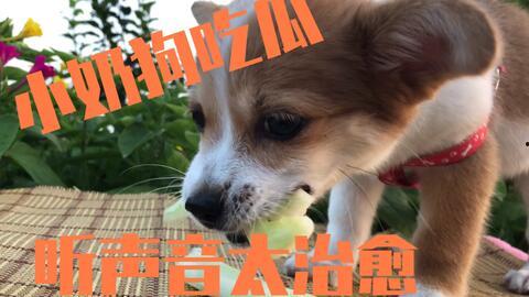 狗瓜儿怎么吃,解锁独特风味吃法