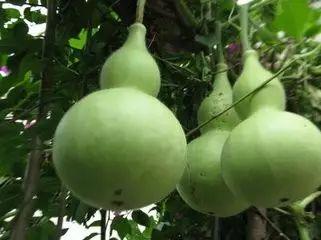 葫芦瓜种子可以吃的,美味与营养的双重惊喜