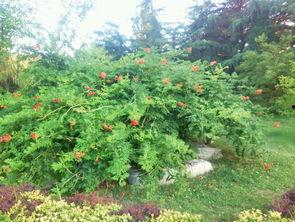 莱芜红石公园吃瓜,畅享清凉时光