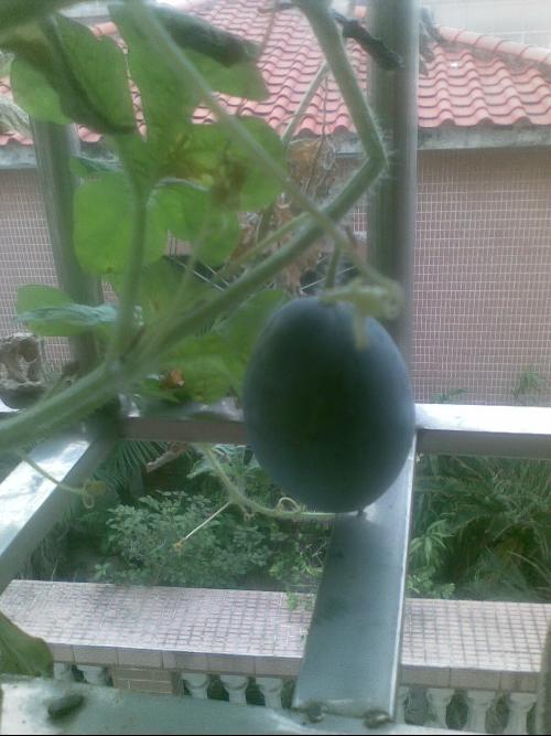 高中生阳台吃瓜,高中生夏日悠闲时光