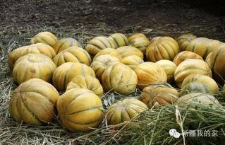 没牙的人吃的瓜