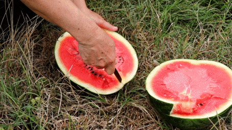 佛山高明吃瓜,夏日吃瓜盛宴，品味当地特色美食