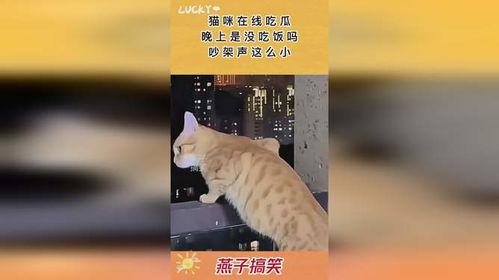 吵架猫猫吃瓜视频播放,网友直呼“太真实”