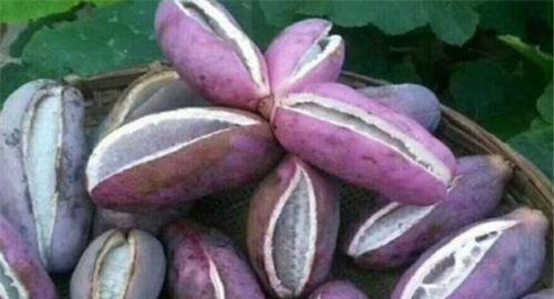 老人吃八月瓜视频大全