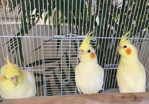 布丁鼠吃瓜,一场味蕾与自然的邂逅