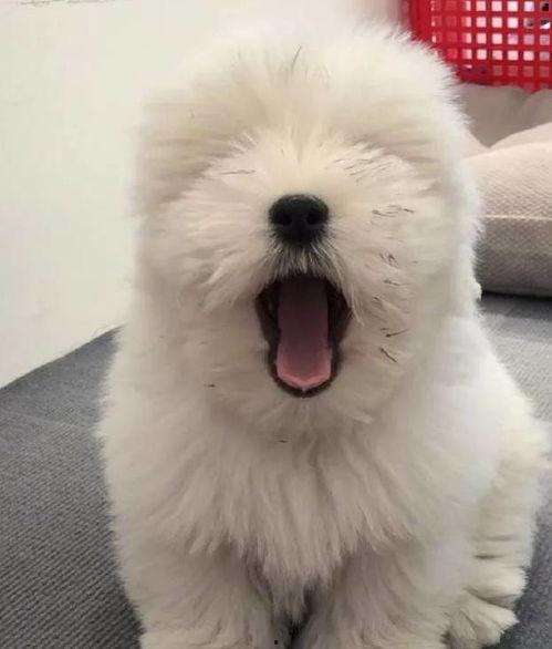 给泰迪吃瓜,泰迪狗狗的甜蜜瓜果时光