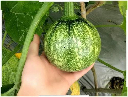 浙江师范最近吃瓜