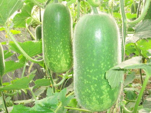 ptcg吃瓜,揭秘卡牌游戏圈的幕后故事